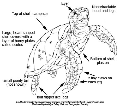 Loggerhead Sea Turtles - Morphology