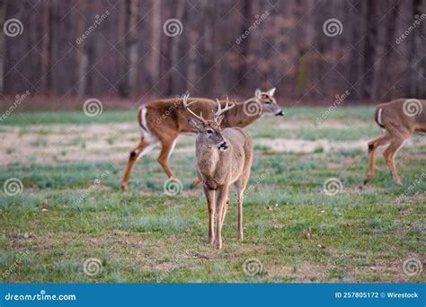 Venado De Cola Blanca Comiendo Hierbas En Los Prados Foto De Archivo