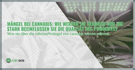 Mängel bei Cannabis hier wie werden sie behoben Justbob