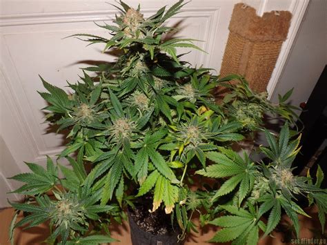 Strain Gallery Special Kush Royal Queen Seeds Pic