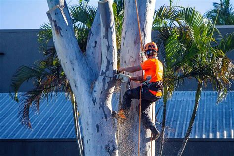 Tree Lopping Benefits Aussie Tree Lopping Ipswich