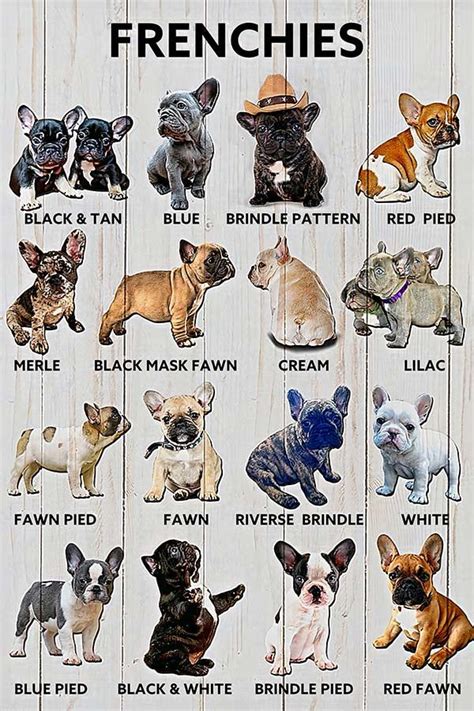 Frenchies Bulldog | Frenchie bulldog, French bulldog puppies, French ...