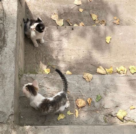 Two Kittens Are Playing On The Steps In Front Of Some Leaves And One