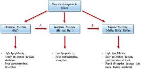 Symptoms of mercury poisoning in adults - retailholf