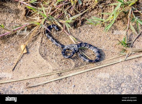 brazilian outdoor snakes Stock Photo - Alamy