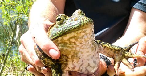 Hpu Researcher Shares Why Bullfrogs Are So Successful As An Invasive Species Hawai I Public Radio