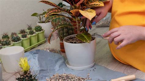 How to Grow and Care for Croton Plant (Codiaeum Variegatum)