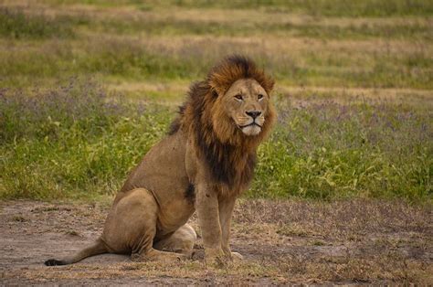 Lion Sitting Google S K Wild Cat Breeds Wild Lion African Lion