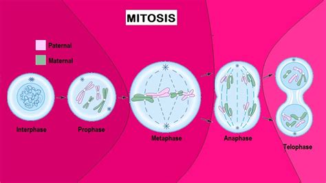 How many daughter cells are produced at the end of mitosis - brainly.com