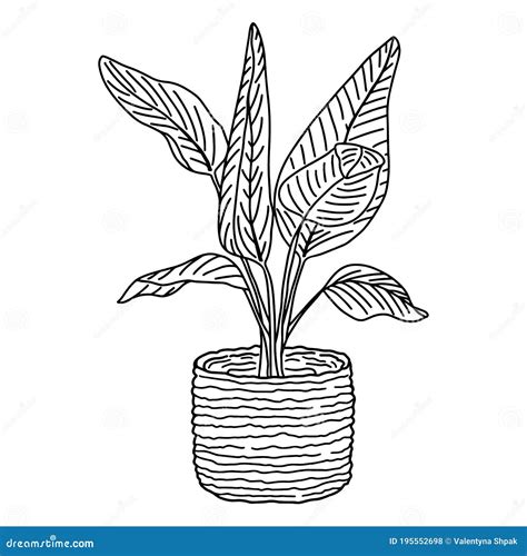 Black And White Illustration Of A Plant With Large Leaves In A Wicker