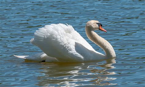 4K, Water, Birds, Swans, White, HD Wallpaper | Rare Gallery