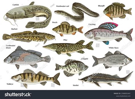 Fish Species Photos, Images & Pictures | Shutterstock