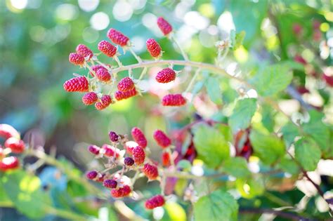 Banco De Imagens árvore Natureza Ramo Flor Plantar Framboesa Fruta Baga Doce Folha