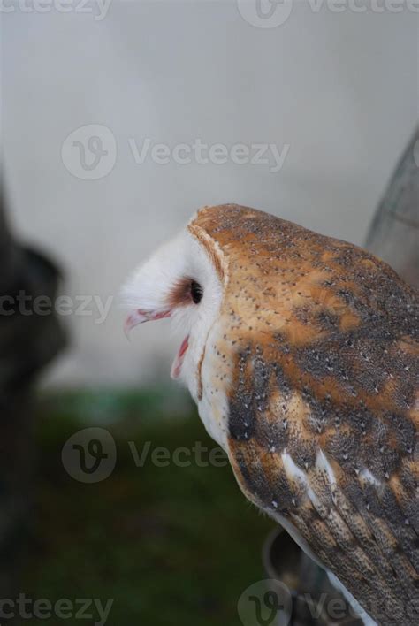 Barn Owl Screeching with his Beak Open 11896978 Stock Photo at Vecteezy