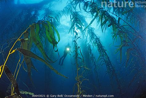 Stock Photo Of Giant Kelp Macrocystis Pyrifera Forest And Scuba Diver