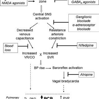 Pdf Pathogenetic Mechanisms Of Neurogenic Pulmonary Edema