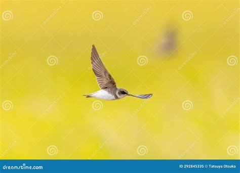 Bank Swallow Flying Over The Rice Paddy Stock Image Image Of Wing