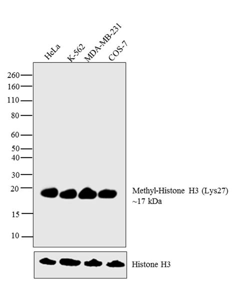 H3K27me1 Antibody (49-1012)