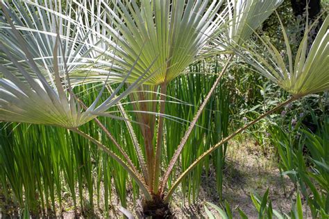 Cabbage Palm Plant