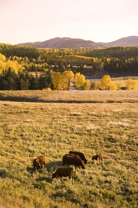 Growth Promotants In Feedlot Cattle Beefresearch Ca