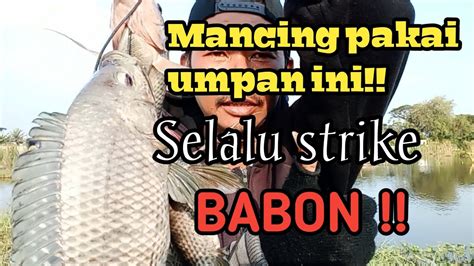 Pakai Umpan Ini Di Jamin Strike Nila Babon Mancing Ikan Nila Babon