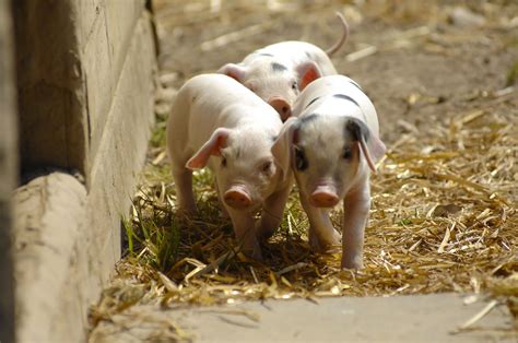 Our cute Piglets! Cute Piglets, Baby Pigs, Oink, Farm Yard, Hog, Farm ...