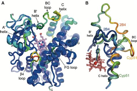 Cytochrome P450 Conformational Diversity: Structure