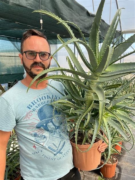 Pianta Di Aloe Arborescens Di Anni