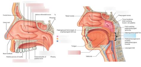 Nasal Cavity And Pharynx Diagram Quizlet