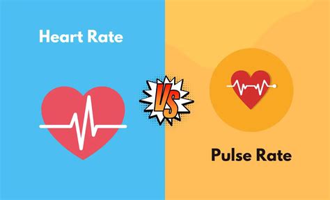 Heart Rate vs. Pulse Rate - What's The Difference (With Table)