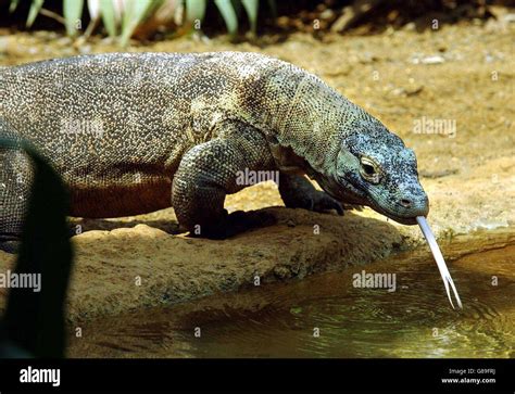 Female komodo dragon sungai hi-res stock photography and images - Alamy