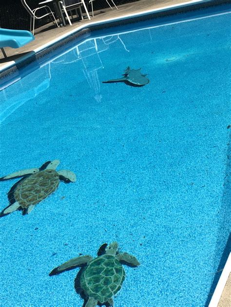 3d Pool Tile Reef Shark And Turtles Installed When Pool Was Full Of