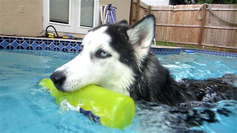 Can Alaskan Huskies Swim