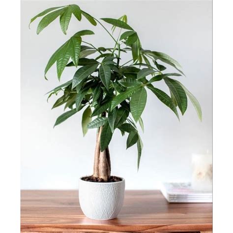 Jual Tanaman Hias Pachira Aquatic Money Tree Kepang Pot Putih