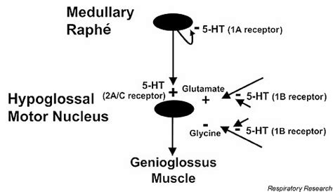 The Potential For Different Serotonin 5 Hydroxytryptamine 5 Ht