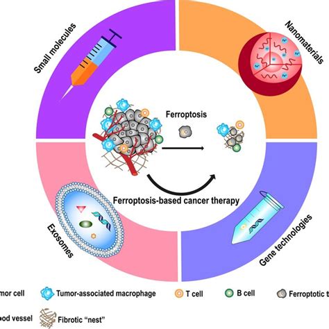 Regulation Of The Ferroptosis Pathway The Primary Metabolisms Of