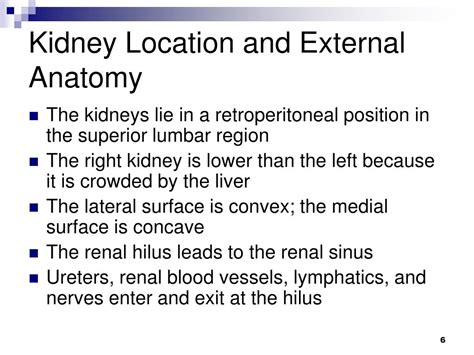 Ppt The Urinary System Powerpoint Presentation Free Download Id 6597298