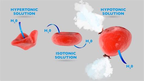 What's the Difference Between Hypertonic, Hypotonic, and Isotonic? - Facty