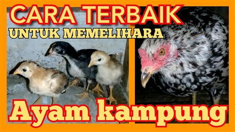 Proses Memisahkan Anak Ayam Dengan Induknya Cara Terbaik Untuk