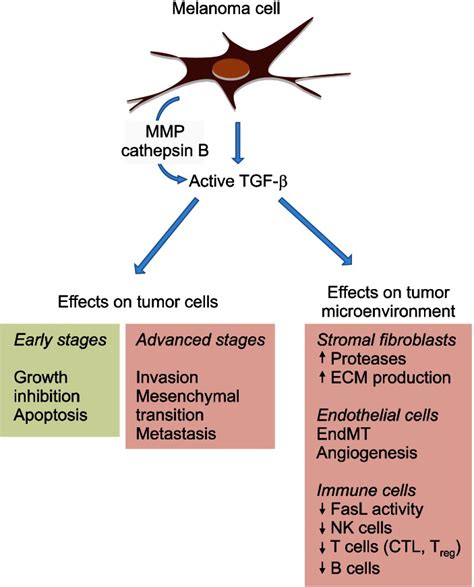 Autocrine and paracrine effects of transforming growth factor TGF β