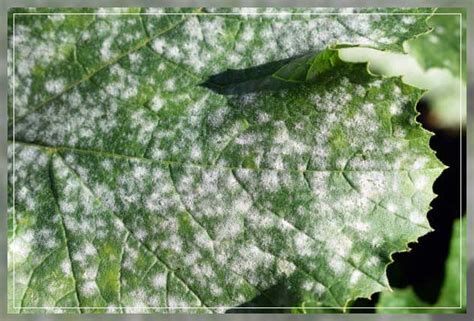 Powdery Mildew Prevention And Control Al Ardh Alkhadra