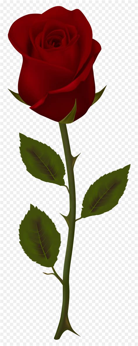 Beautiful Red Rose Flowers Pictures Roblox Codes In Murder Mystery