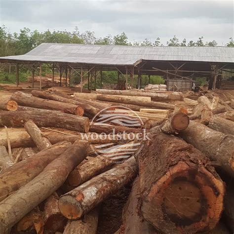 kayu-pinus-lokal | WOODSTOCK