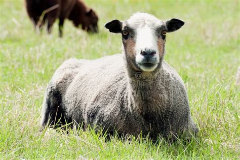 Resting Sheep Stock Image Image Of Meadow Countryside 25809807