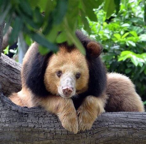 🔥 Golden Moon Bear 🔥 : r/NatureIsFuckingLit