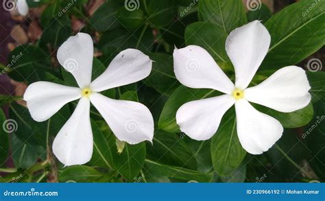 White Sadabahar Catharanthus Roseus Flowers Close Up Stock Stock Photo