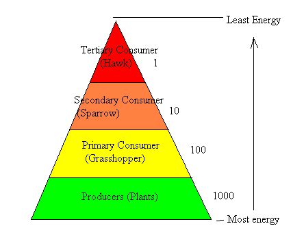 Pyramids Of Biomass Gcse Biology Triple Aqa Revision Study Rocket