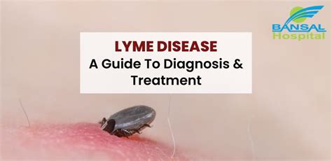 Lyme Disease A Guide To Diagnosis And Treatment Bansal Hospital