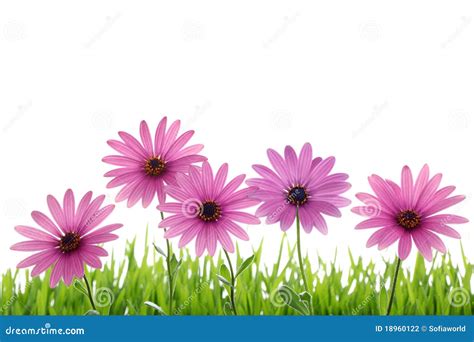 Pink Flower In Grass Stock Photography Image