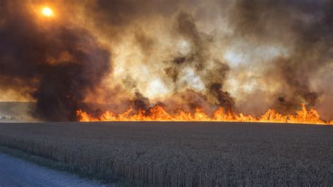 Bassum Flächenbrand vernichtet 25 Hektar Kornfeld Feuerwehr kämpft